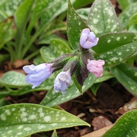 Pulmonaria 'Roy Davison'